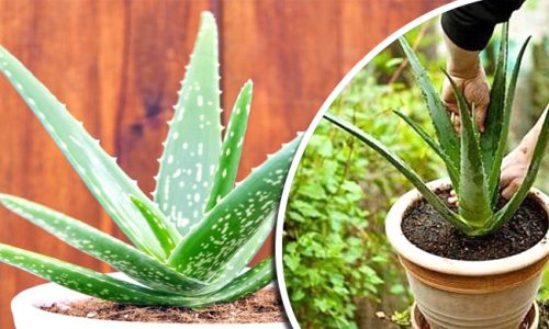 Aloevera