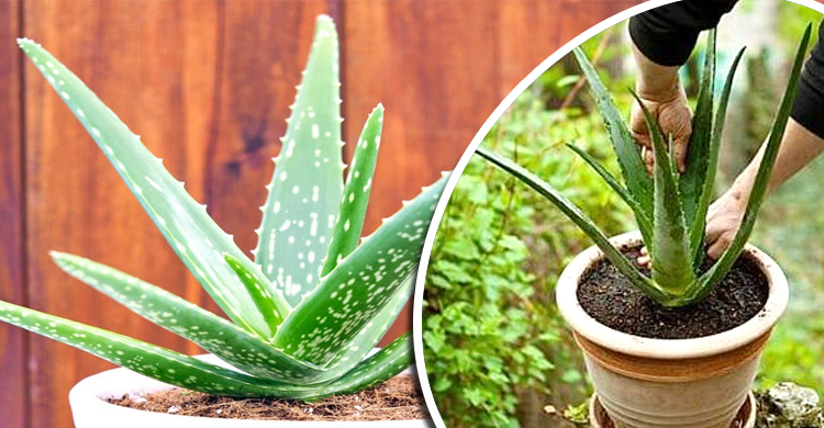 Aloevera